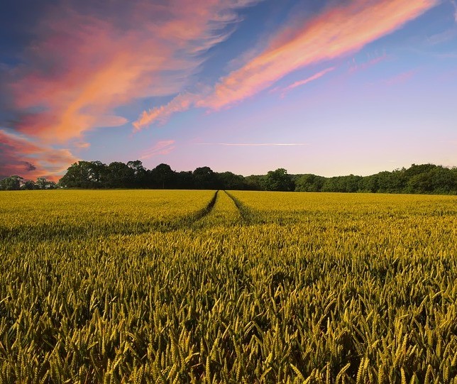 Especialista em crédito rural responde pergunta de produtor endividado