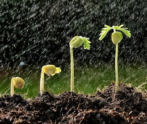 Por conta das chuvas, safras de verão se desenvolvem no campo