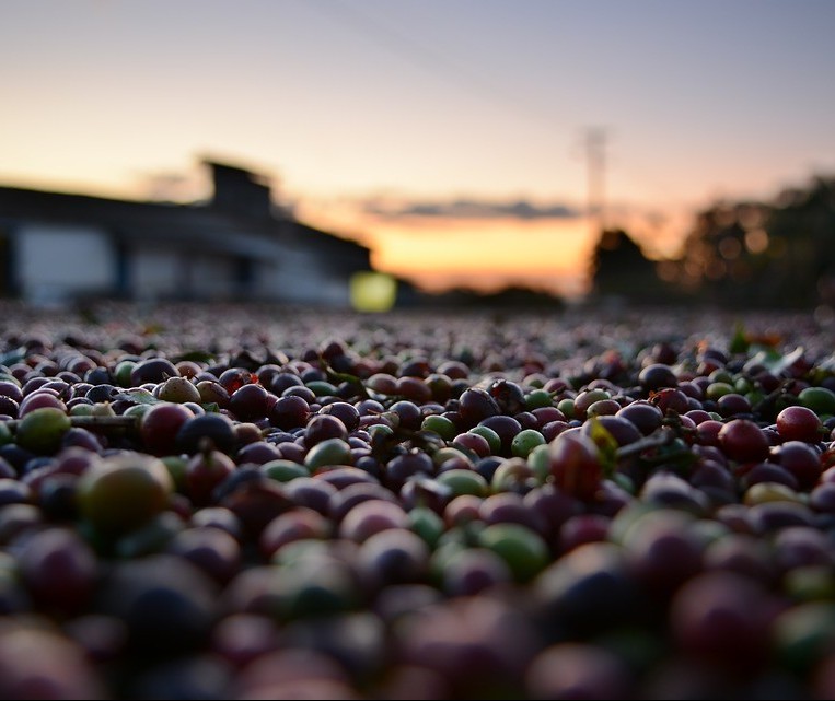 Café custa R$ 6,70 kg em Maringá