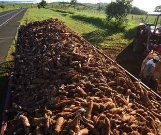 Raiz de mandioca custa R$ 480 em Paranavaí e Umuarama