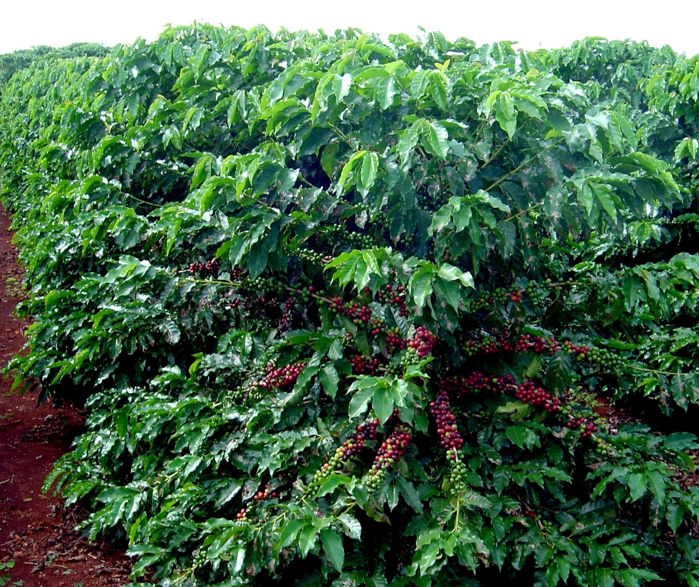 Preço do café em coco subiu