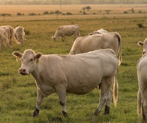 Vaca gorda custa R$ 205 a arroba em Londrina