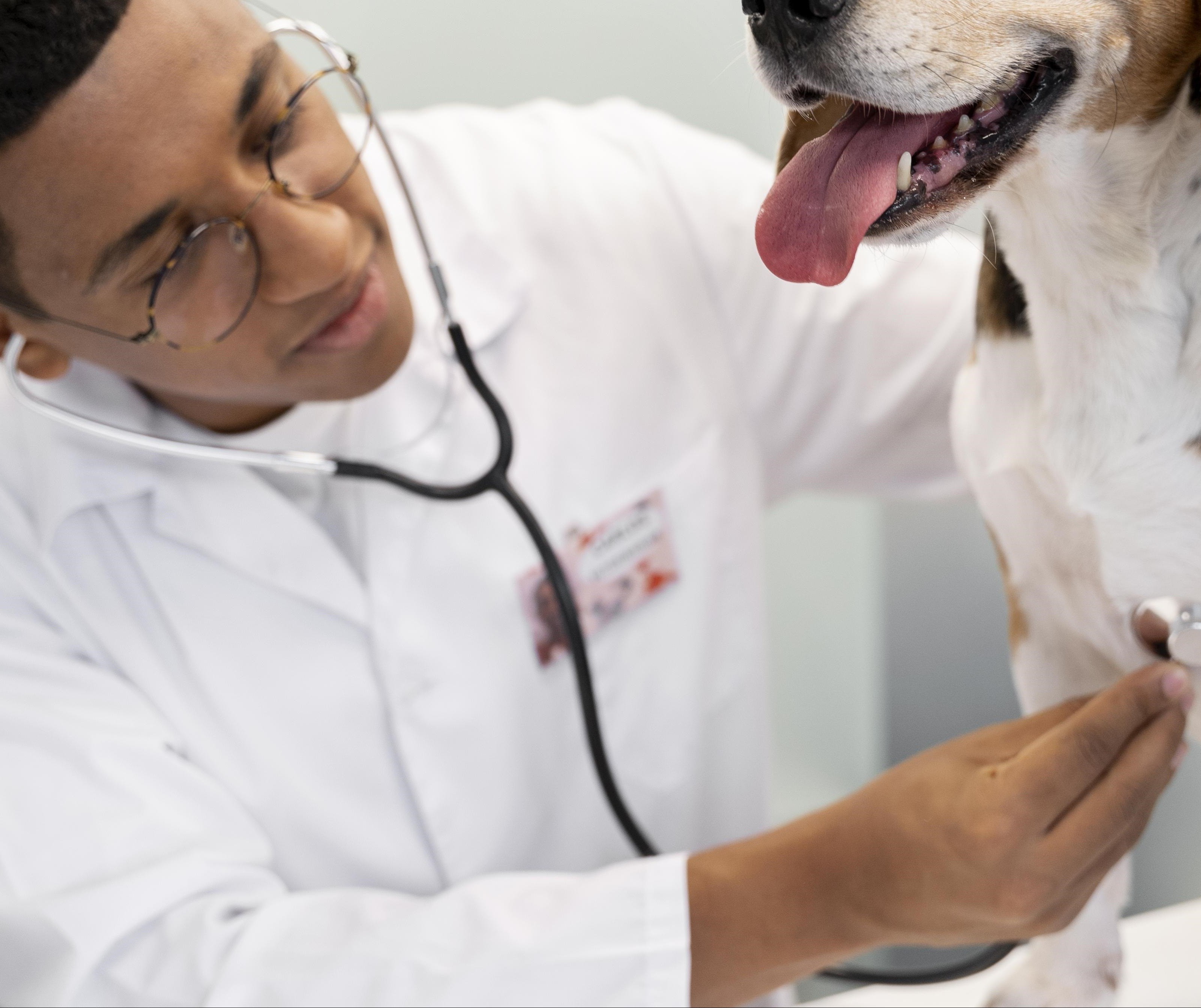 60% dos acadêmicos de veterinária querem abrir a própria clínica