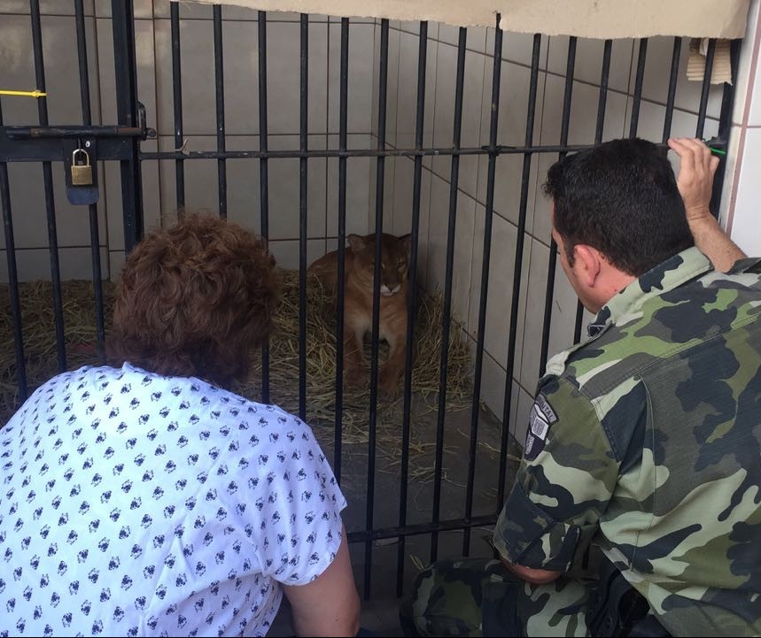 Policial que resgatou puma atropelado se emociona