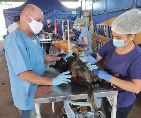 Castrações de cães e gatos serão reagendadas para final de setembro