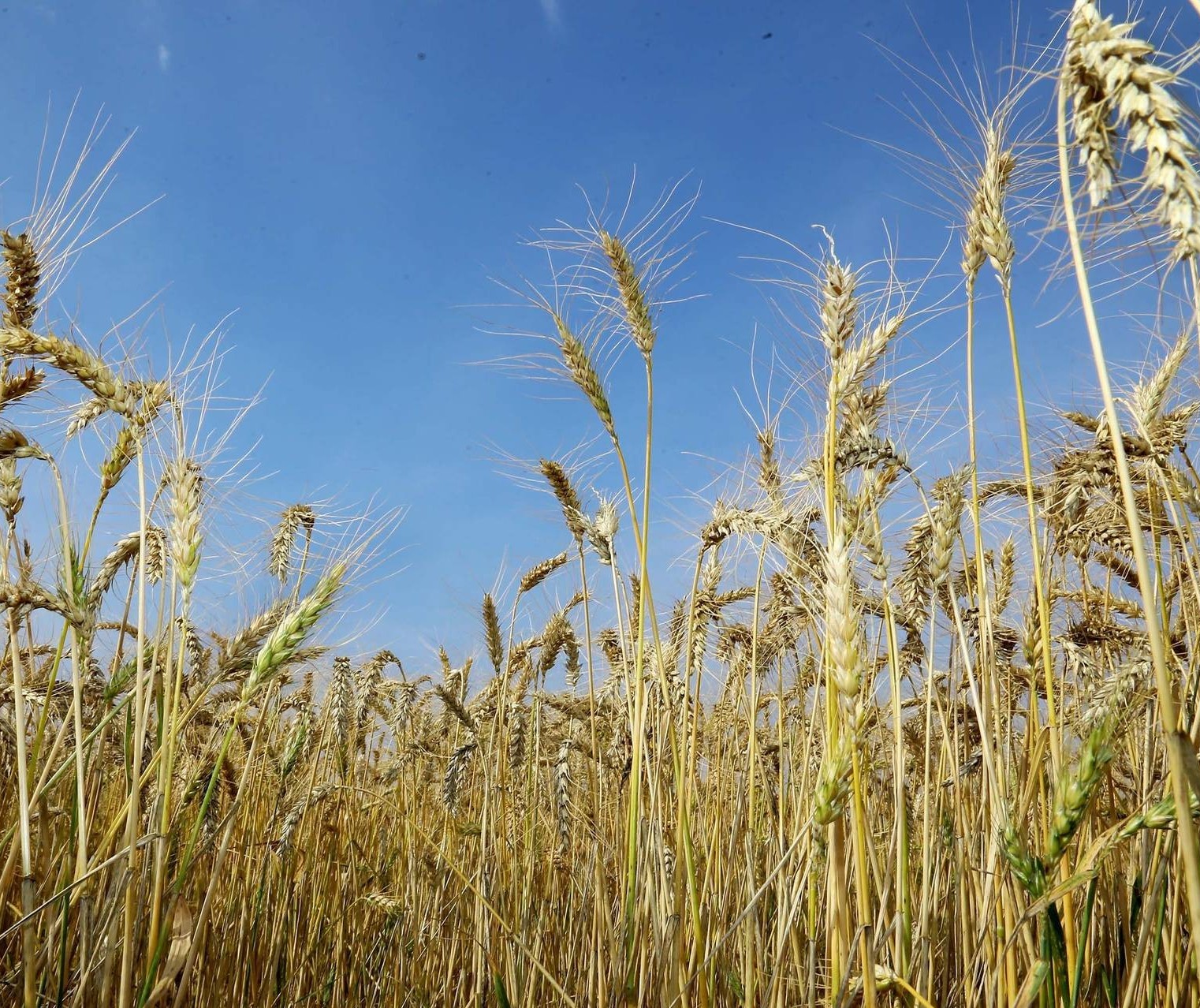 Reunião do trigo e triticale 2021 recebe trabalhos de pesquisa