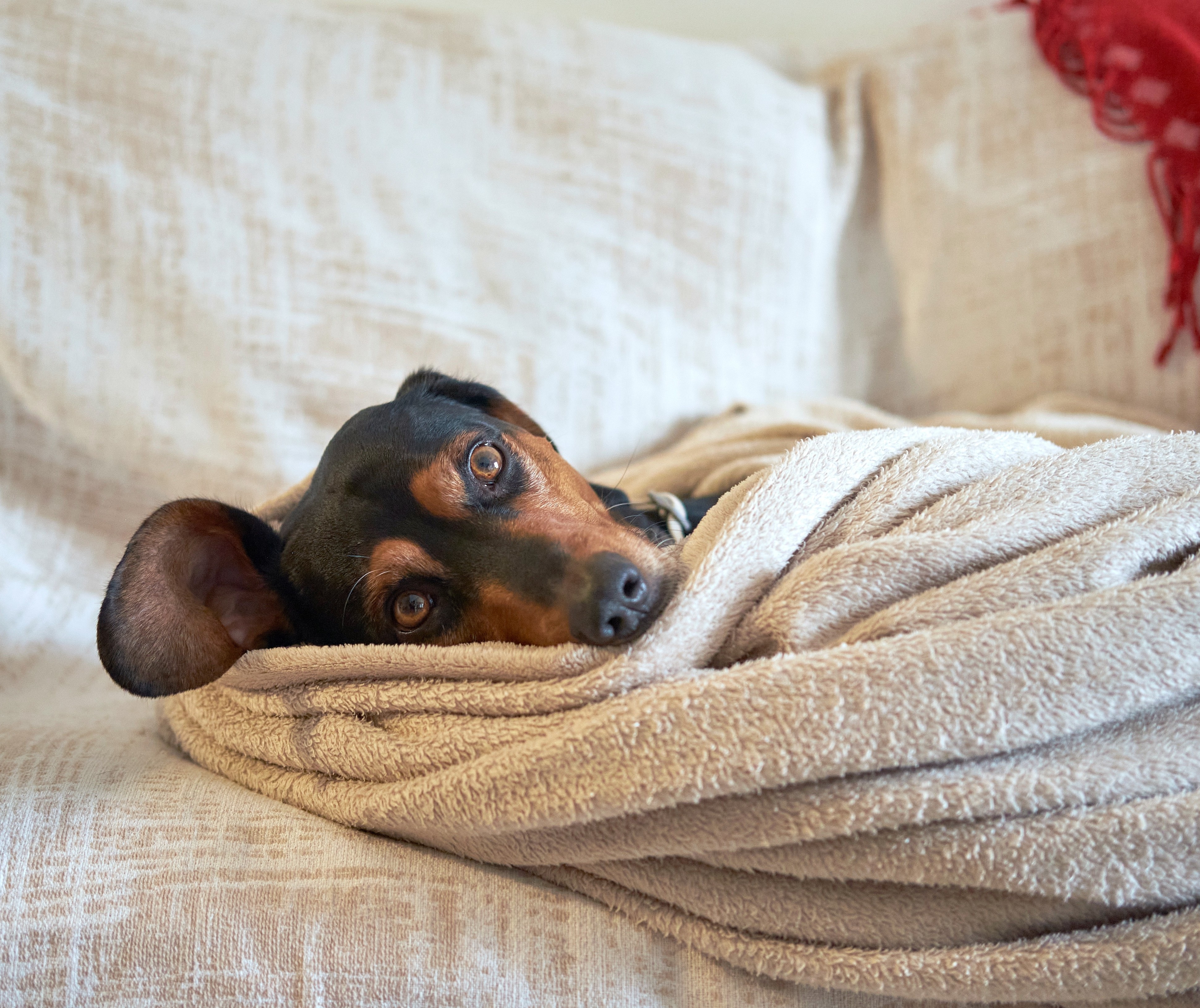 Cuidados com os pets no inverno e nas festas juninas