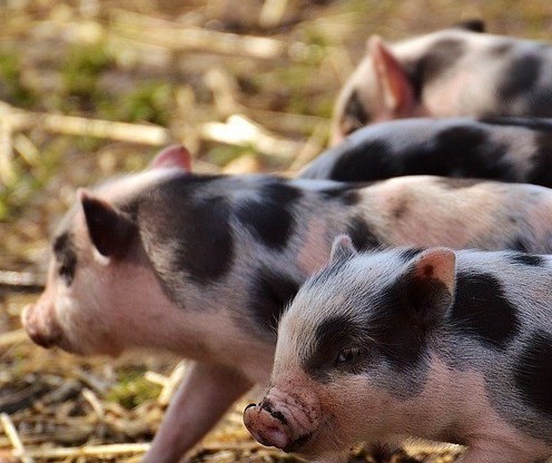 Suíno custa R$ 6,30 kg em Maringá