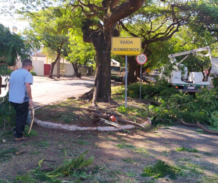 3 mil árvores precisam ser  removidas em Maringá