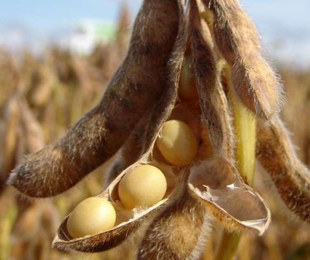 Soja custa R$ 69 a saca em Campo Mourão e Maringá