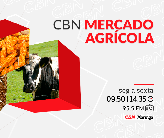 Boi em pé é cotado a R$ 295