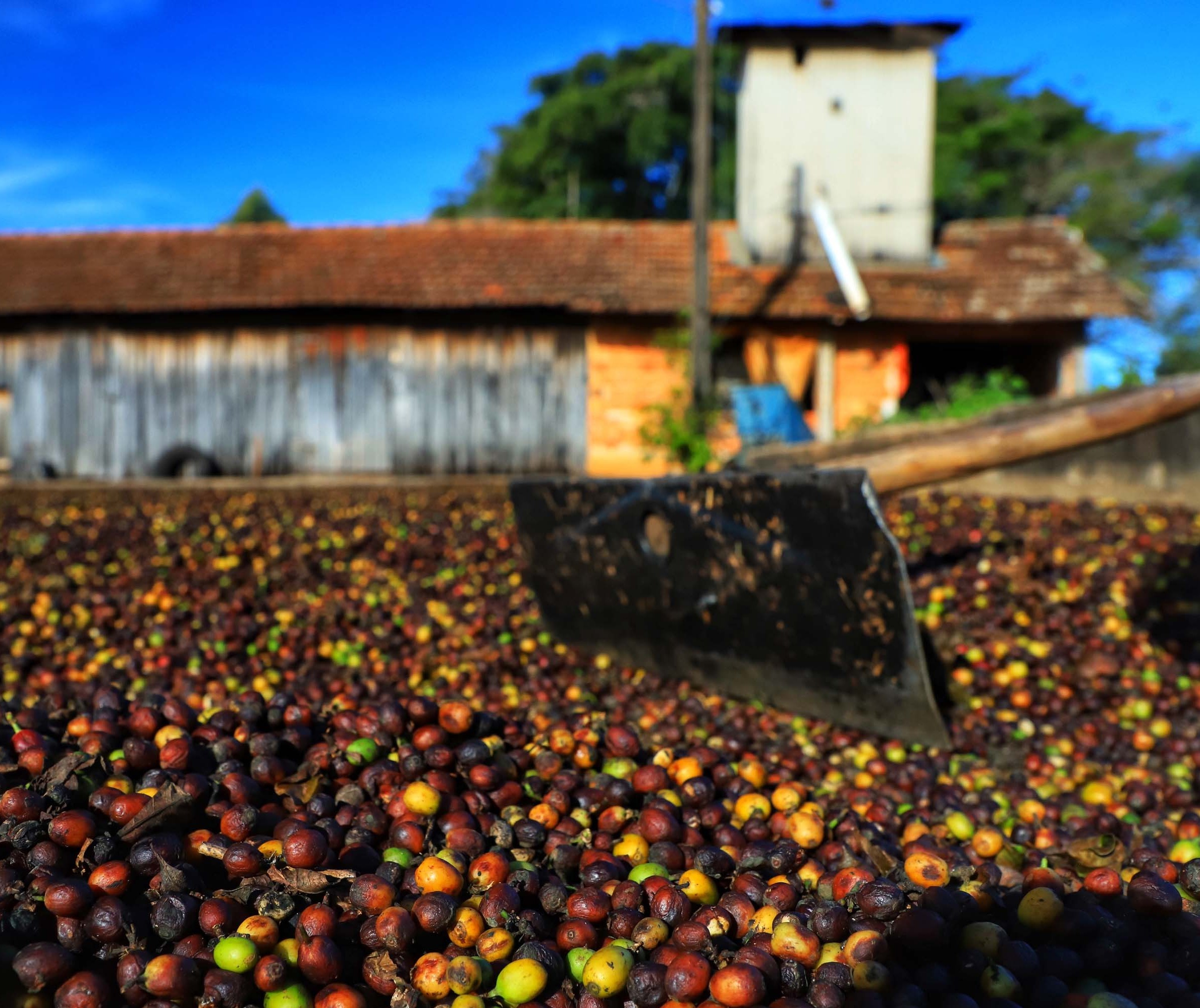 Produtores paranaenses de café e leite têm recebido menos