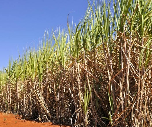 Fatores climáticos prejudicam a produção da cana-de-açúcar no Paraná