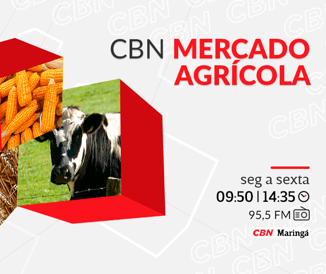 Com leve alta, soja é negociada a R$ 117,00 a saca