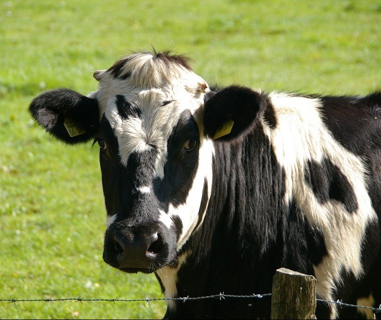 Vaca gorda custa R$ 137 a arroba em Maringá