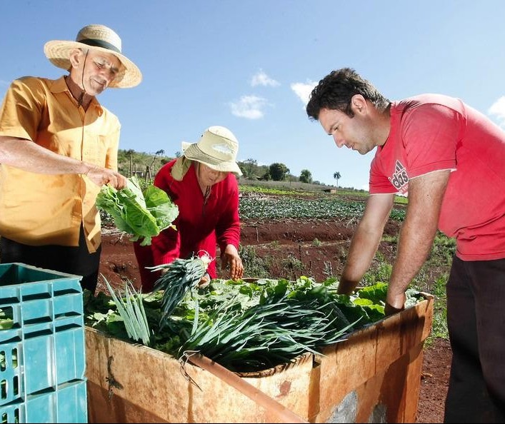 Agricultura familiar enfrenta dificuldades para renovar produtores