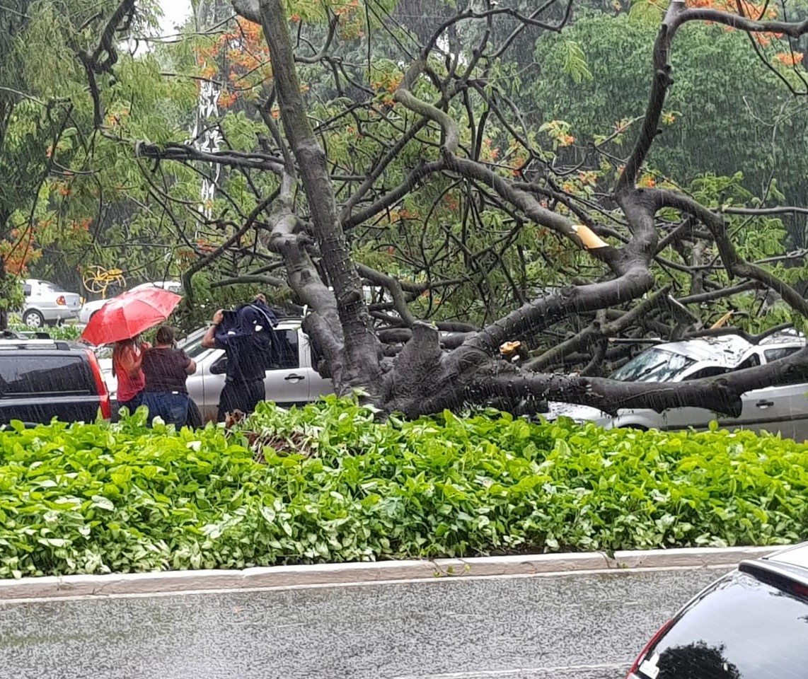 Ao menos 10 árvores caíram em Maringá