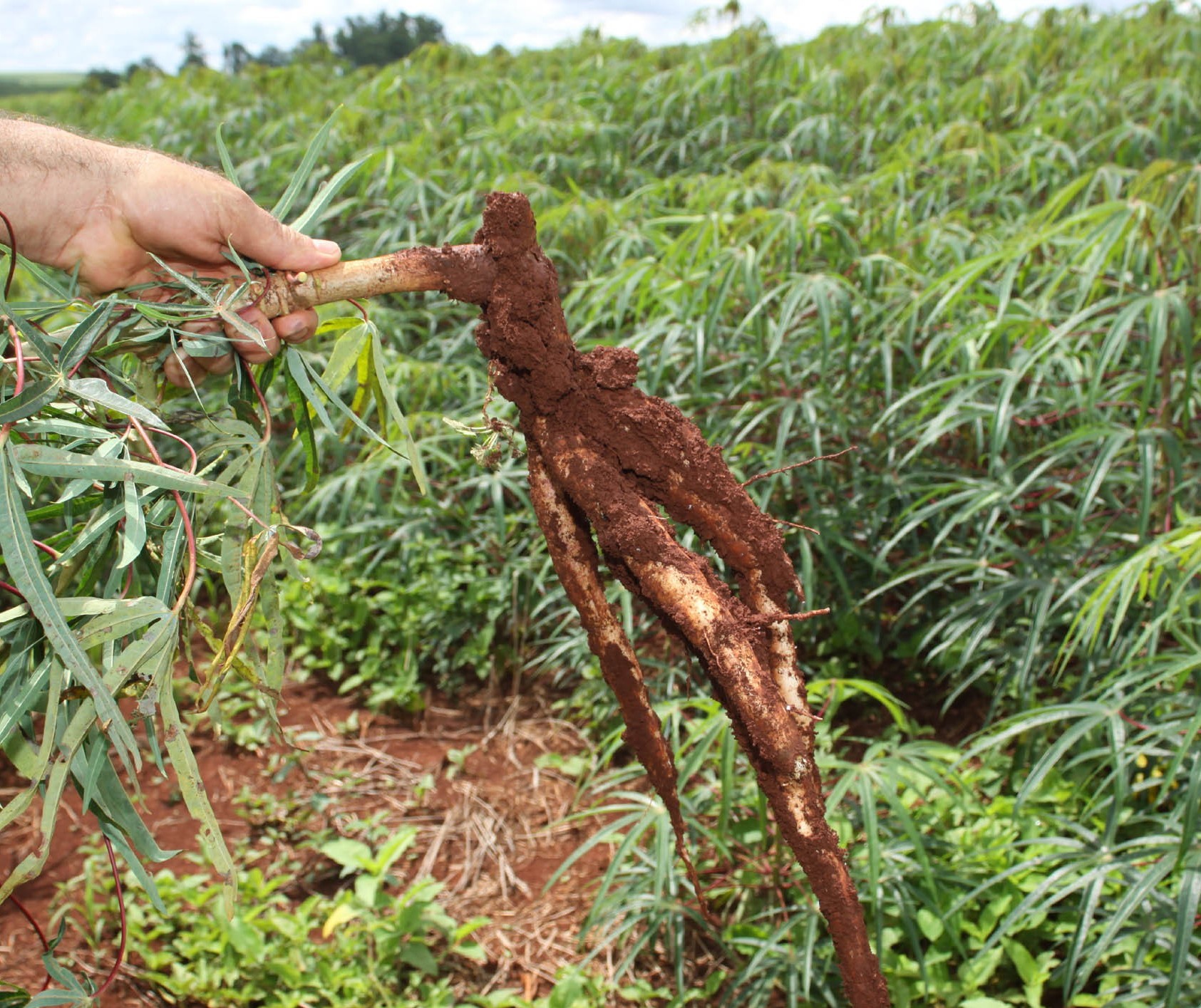 Cotações da raiz de mandioca seguem altas