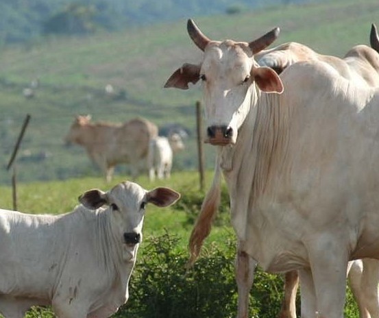 Vaca gorda custa R$ 160 a arroba em Maringá