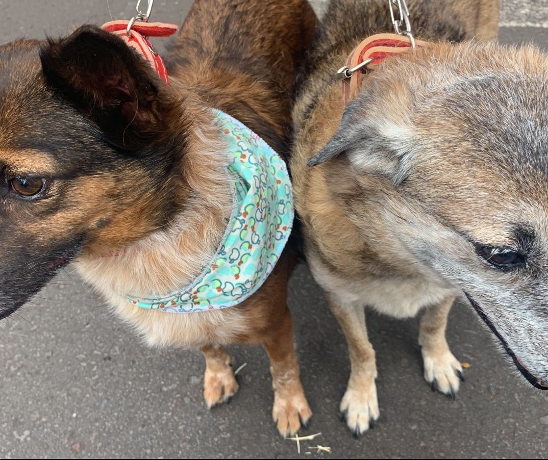 Cãominhada arrecada ração para Associação Protetora Dignidade Animal