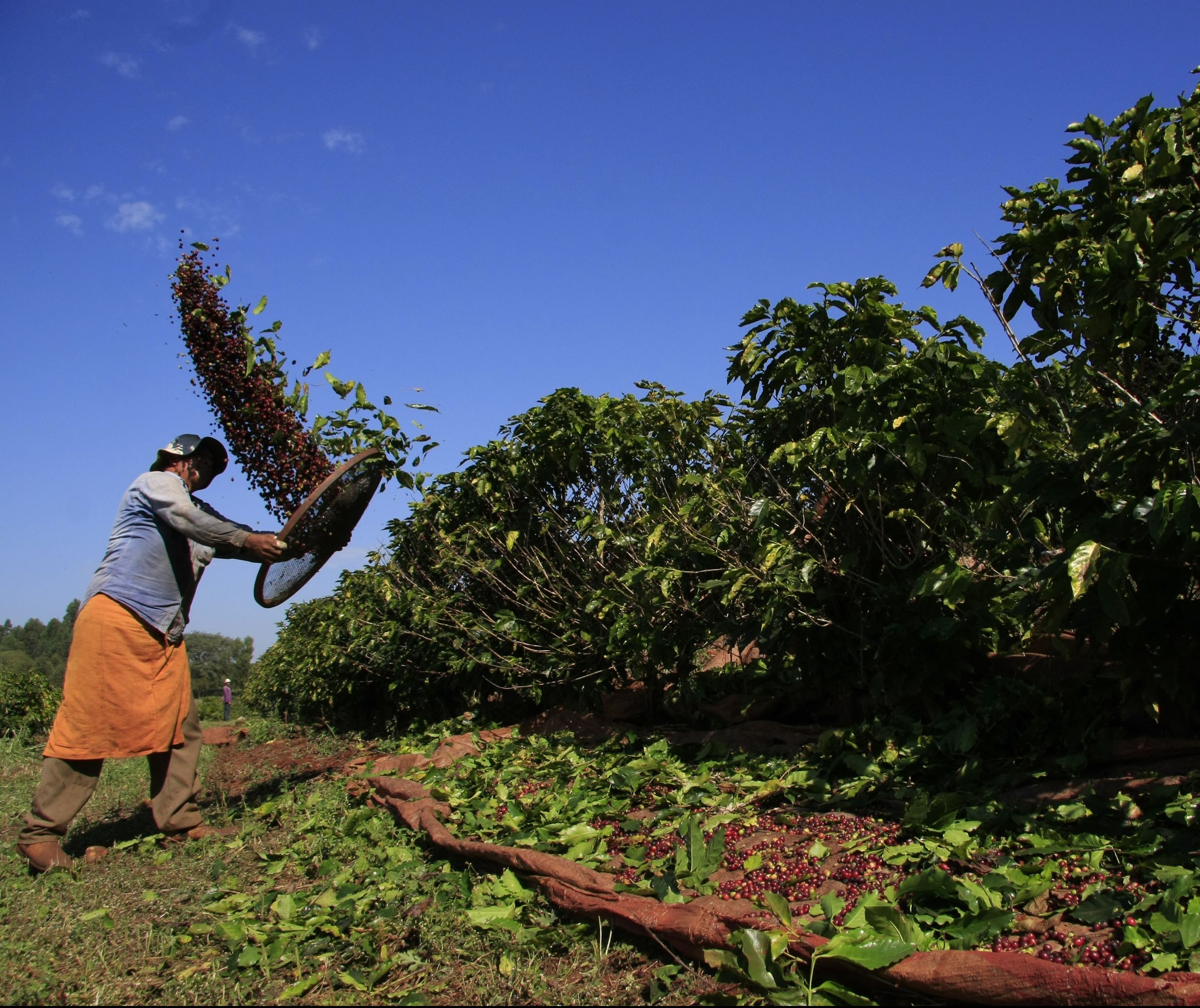 Colheita do café chega a 60% da área no Paraná