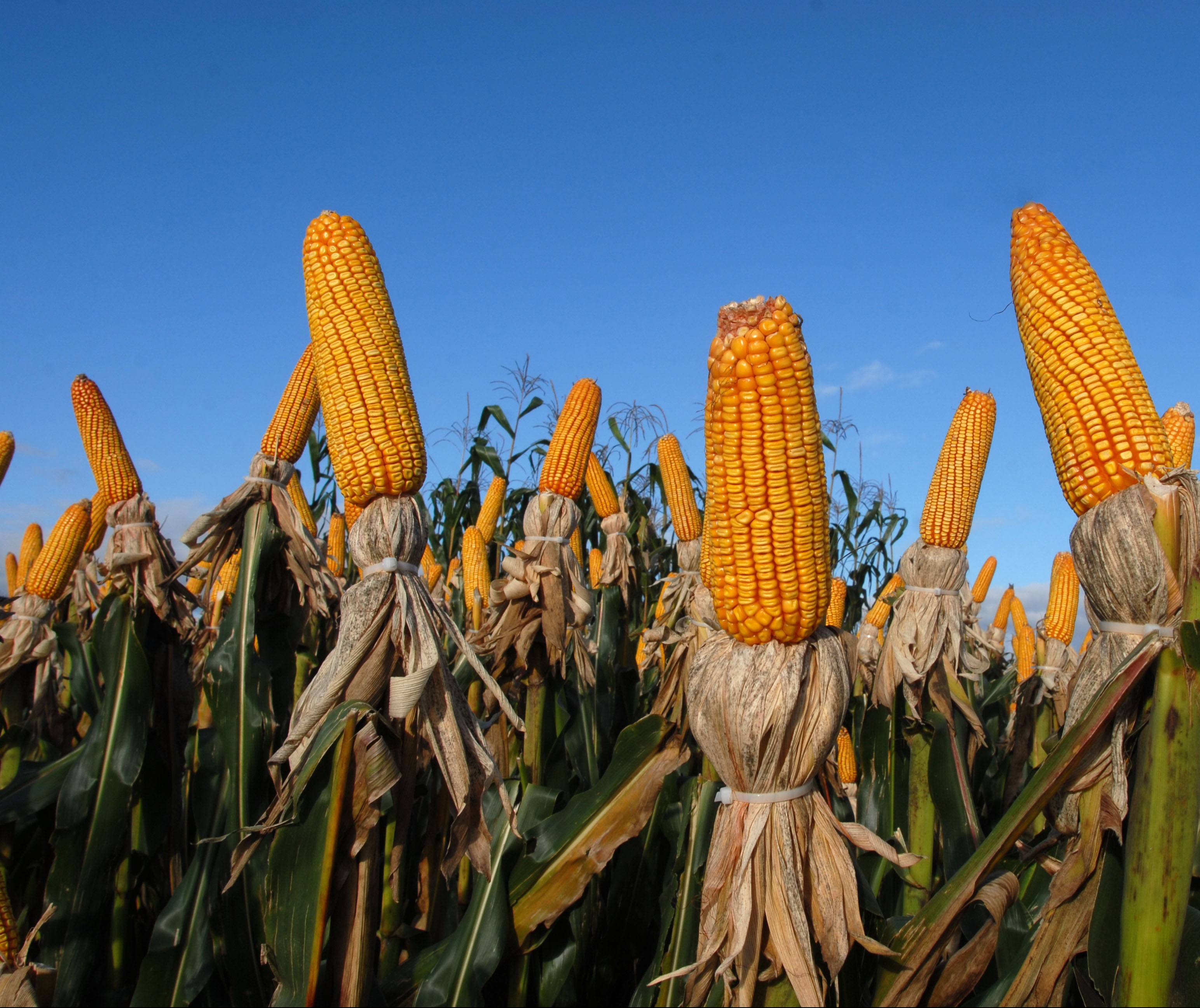 Saca do milho está com tendência de alta, custa R$ 31 em Maringá