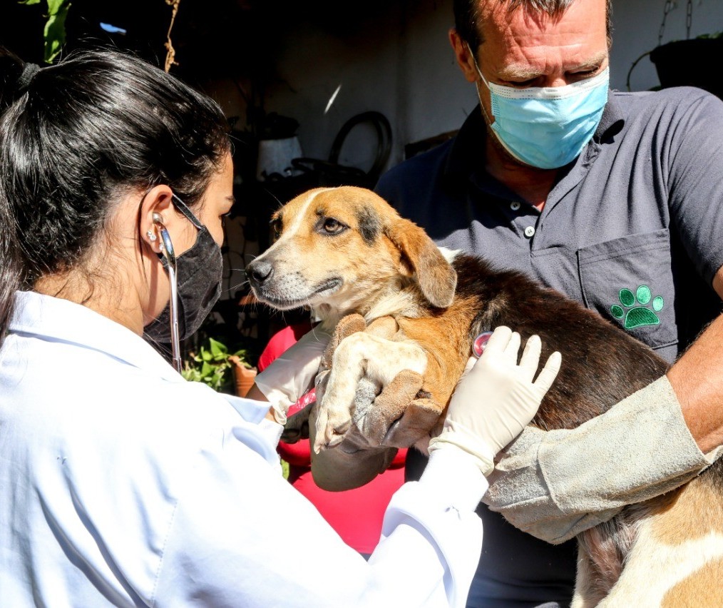 População pode adotar temporariamente um animal de estimação em Maringá