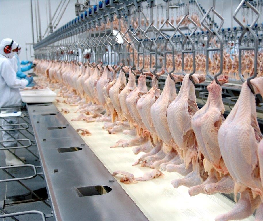 Preço do frango sofre queda e preocupa produtores