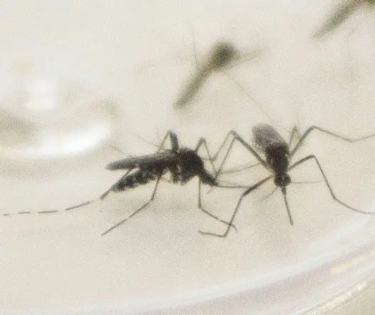 Maringá registra quarta morte por dengue; veja o perfil da vítima