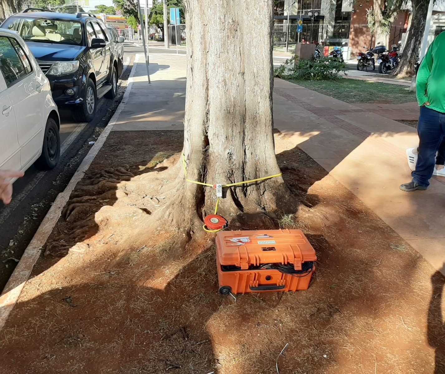 Equipamento utiliza ondas sonoras para diagnosticar a saúde das árvores