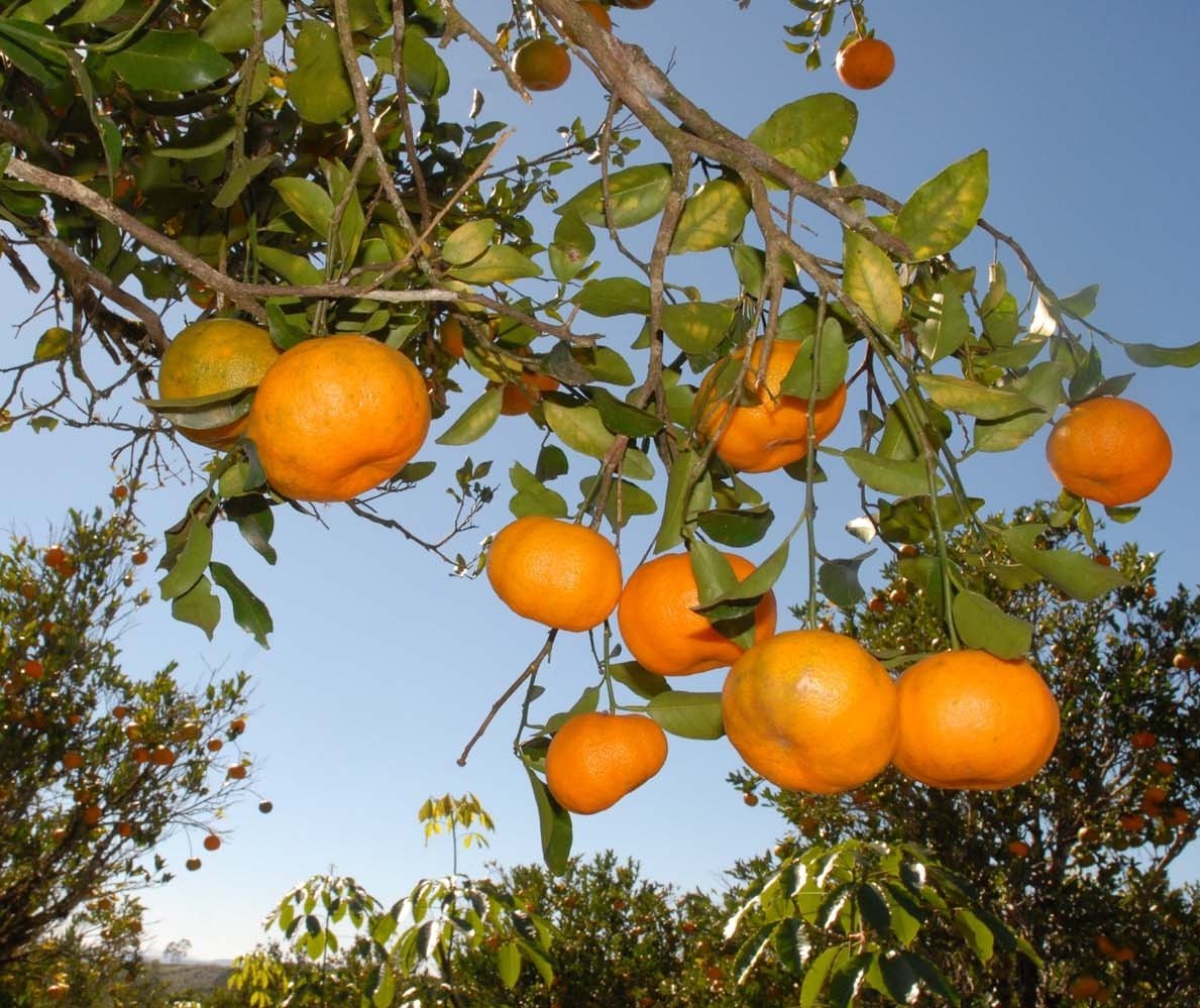 Setor de frutas comemora aumento no volume de exportações