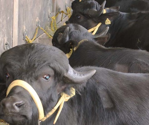 Estudos mostram que a carne de búfalo é quase 50% mais magra do que a bovina