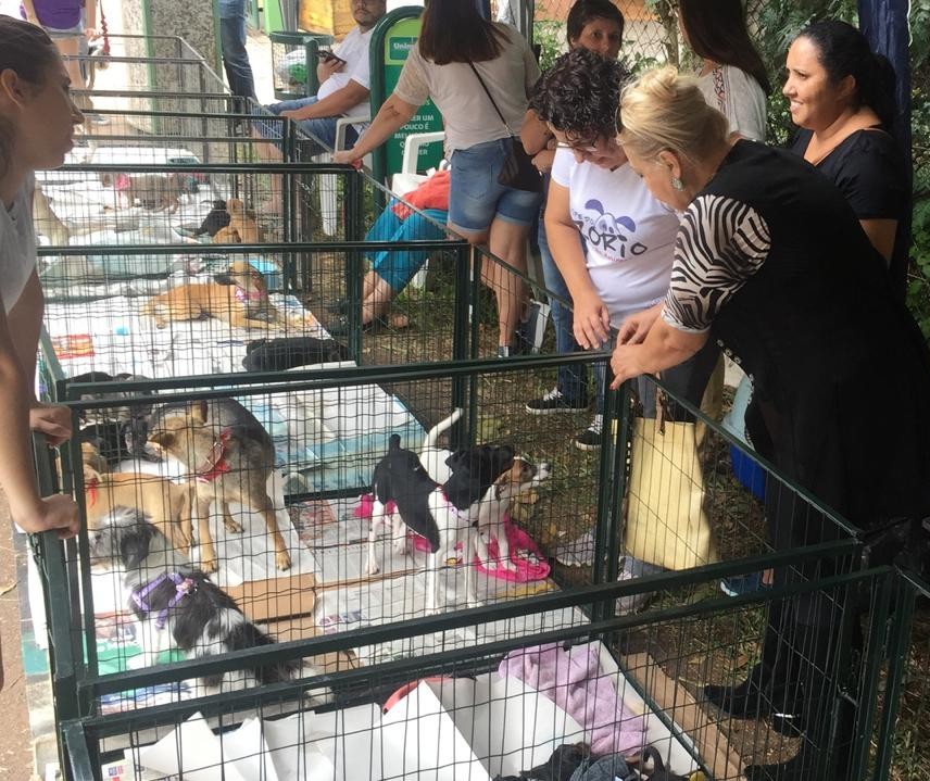 Feira de adoção oferece mais de 70 animais