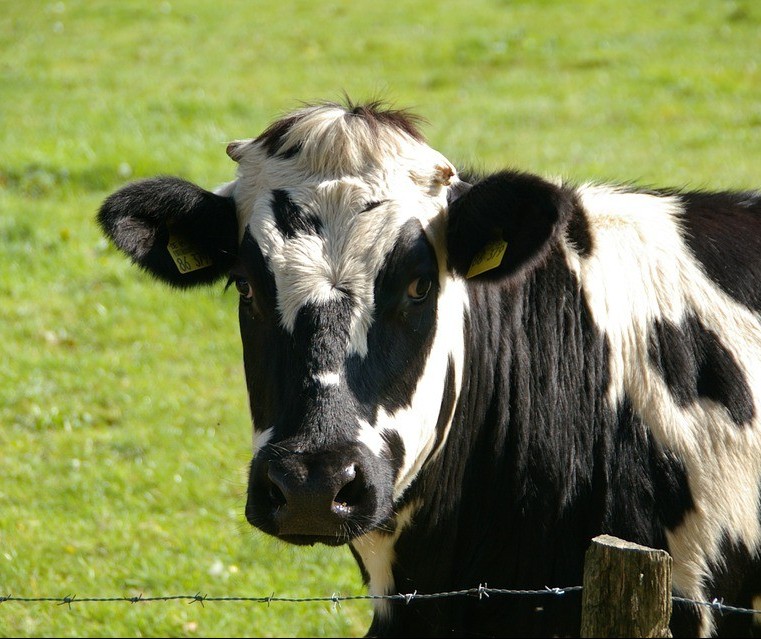 Vaca gorda custa R$ 142 a arroba em Maringá