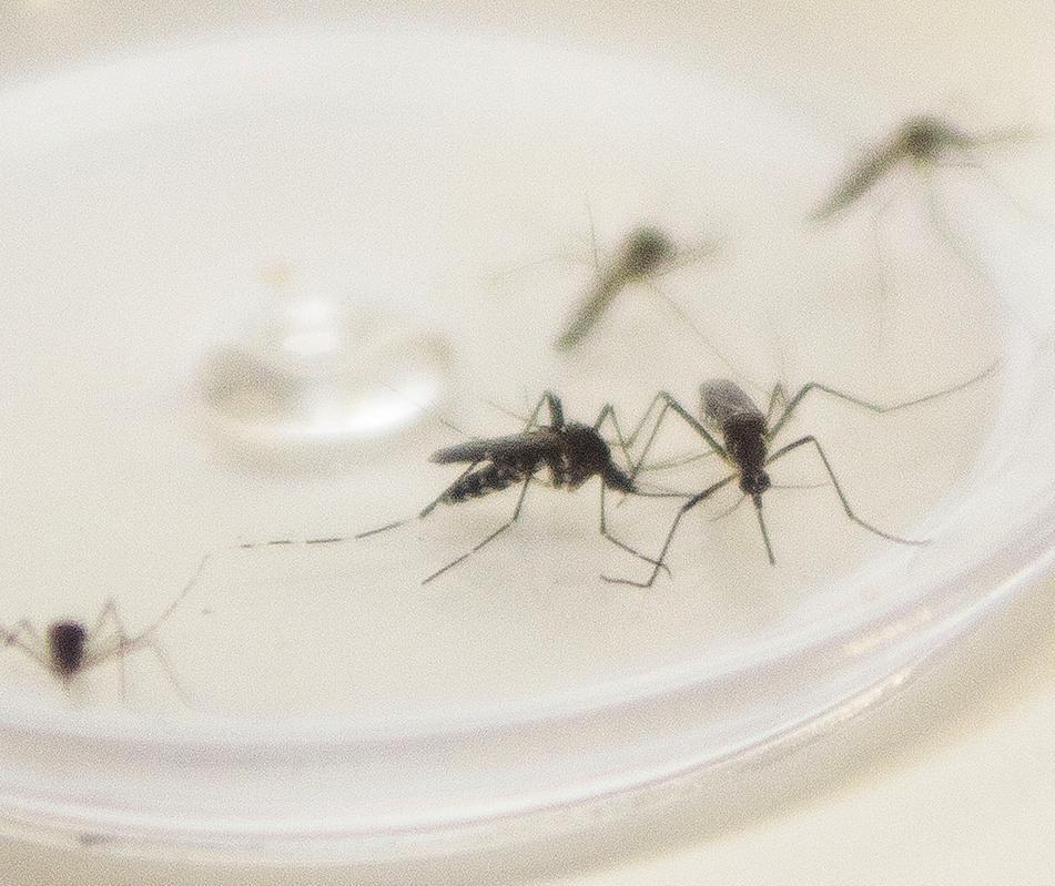 Paraná tem novas mortes por dengue e 398 municípios com notificações