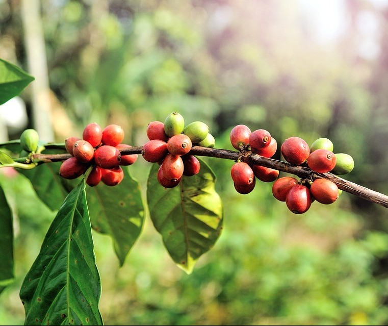 Café em coco custa R$ 6,70 kg em Maringá