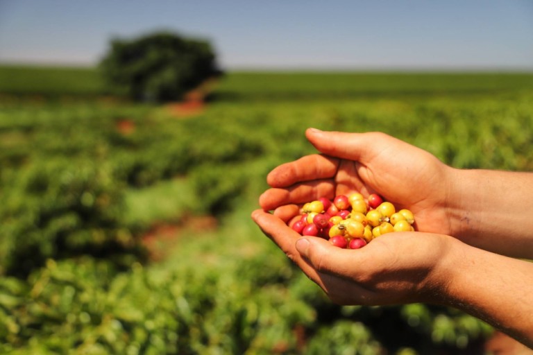 Produção paranaense café deve ter retração de 9%