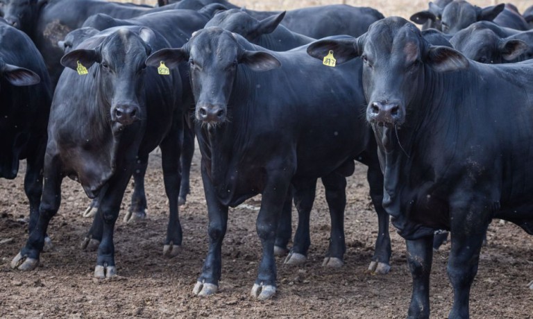 Mercado do boi gordo apresenta melhora nas cotações