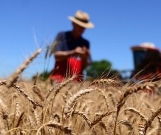 Trigo custa R$ 47 a saca em várias praças do estado