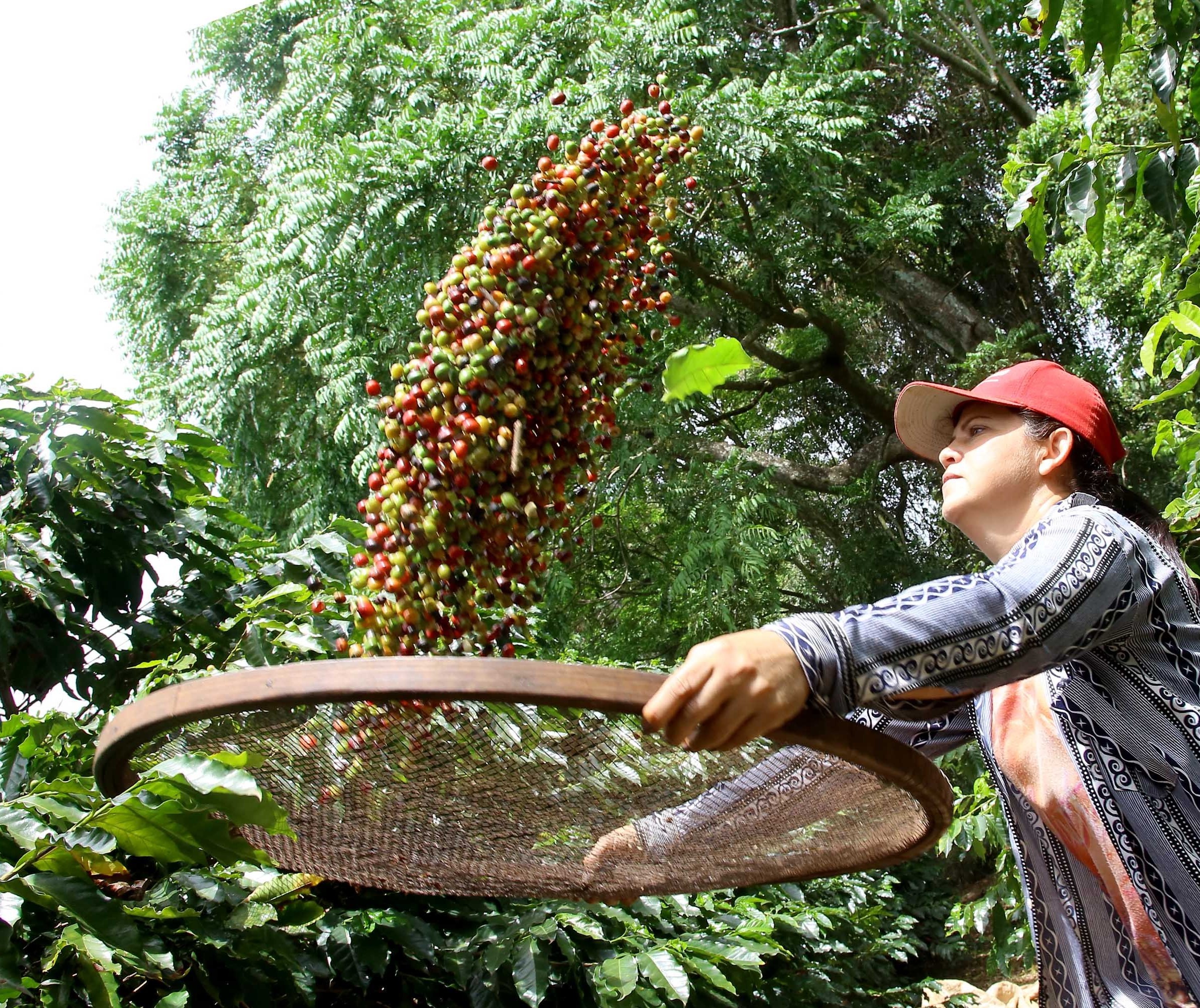 México e América Central anunciam queda de 3,5% na produção de café 