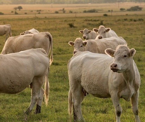 Vaca gorda custa R$ 180 a arroba em Paranavaí