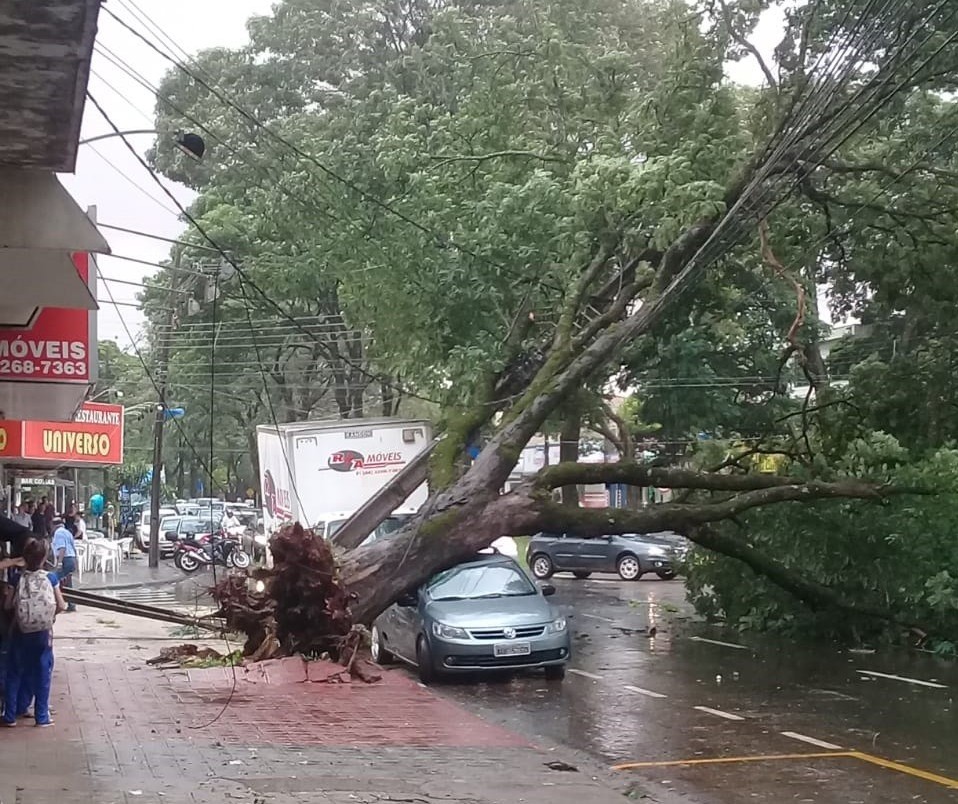 12 árvores caem em Maringá por conta da chuva