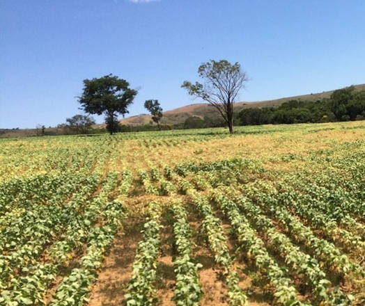 Em relação ao Brasil, soja argentina está atrasada