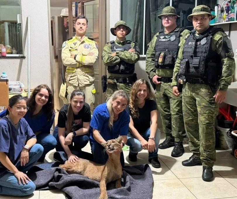 Saiba qual o destino da onça-parda resgatada dentro de casa em Maringá