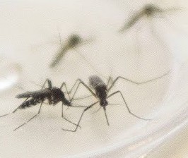 Maringá registra 125 casos de dengue em uma semana, aponta Sesa