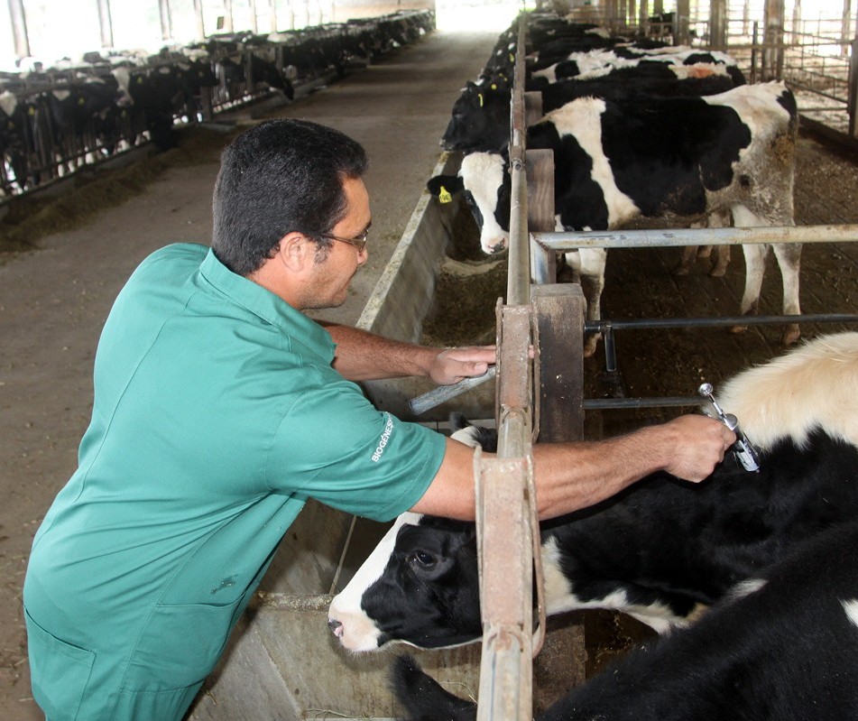 Paraná deve encerrar vacinação contra febre aftosa em 2018