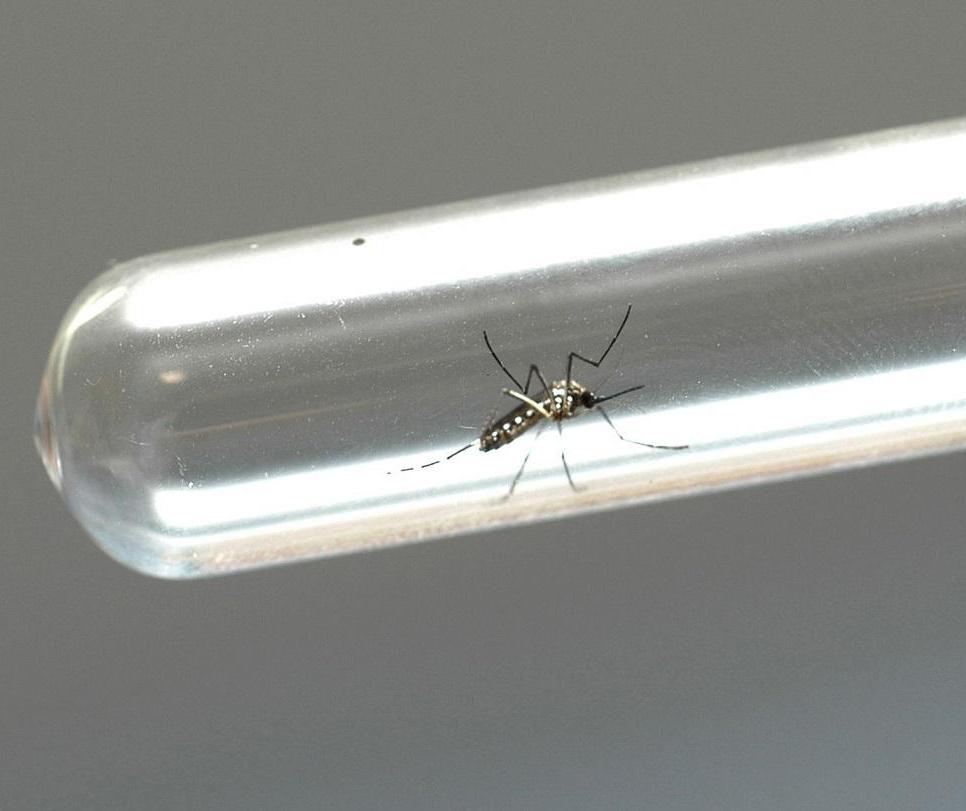 Índice médio de infestação do Aedes aegypti é de 2,3 % em Maringá