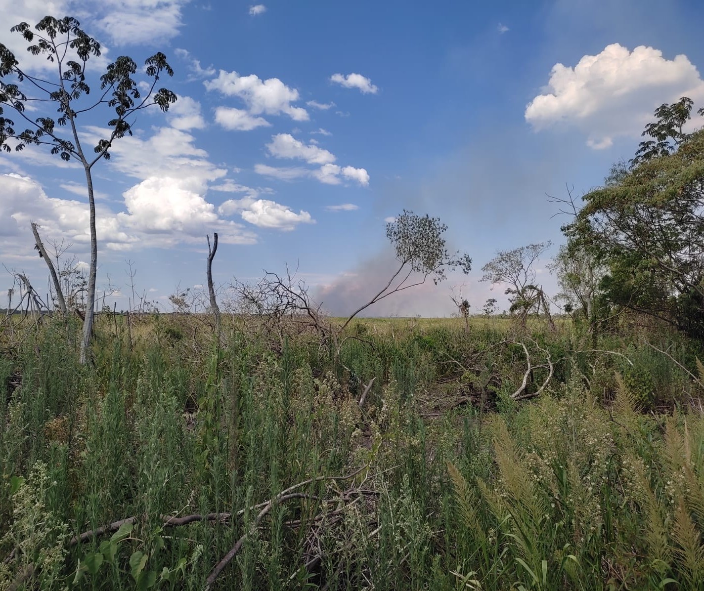 Brigadistas combatem incêndio no Parque Nacional de Ilha Grande