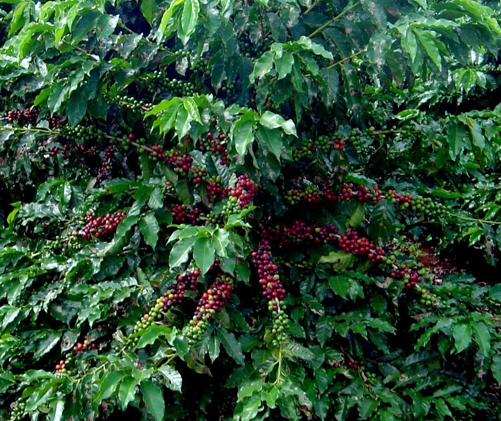 Quilo do café custa R$ 6,68 em Maringá