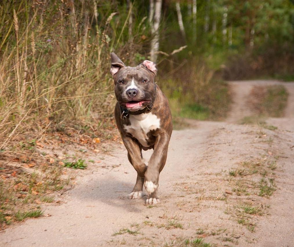 Homem é atacado por cachorro da raça pitbull em Maringá